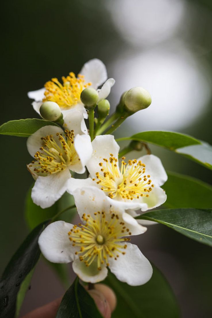 White Flower