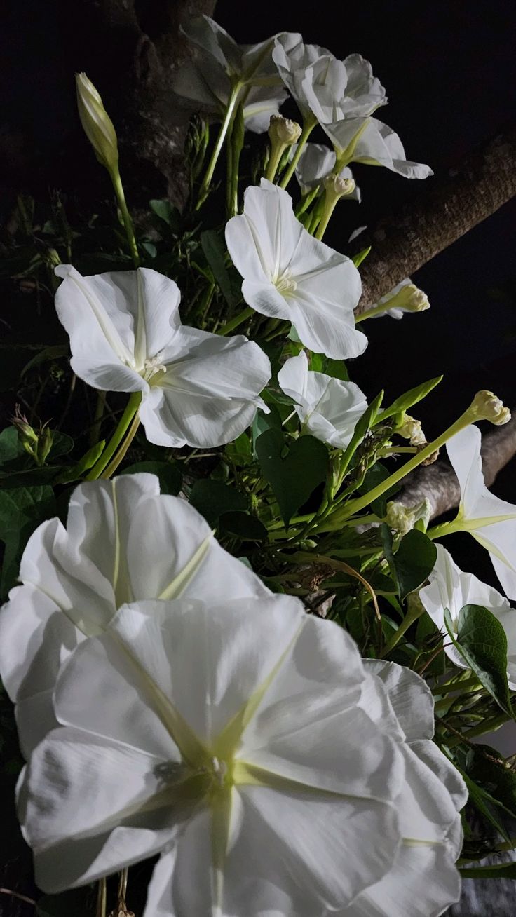 White Jasmine
