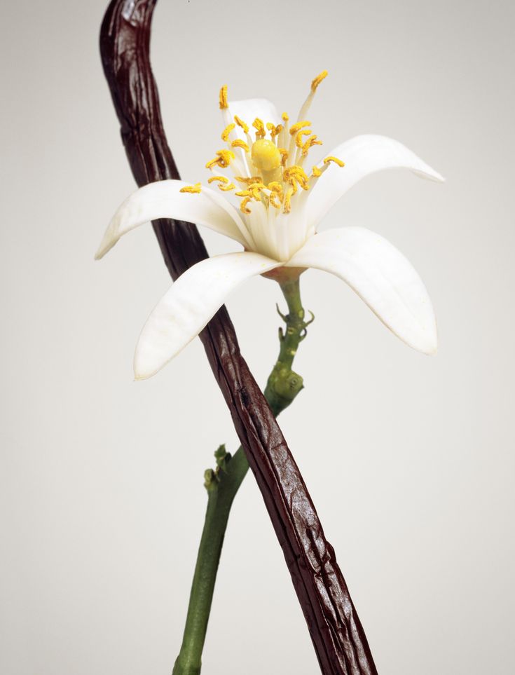 Yellow Flower